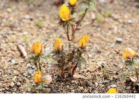 Fukuge's flower 116268442