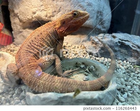 It is a lizard in an aquarium, a bearded lizard. 116268443
