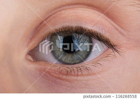Macro photo of beautiful green girl's eye looking straight into the camera. Close up child's eye. Macro photo of beautiful green girl's eye looking straight into the camera. Close up child's eye. 116268558