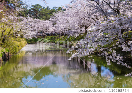 日本賞櫻勝地100選：青森縣弘前公園 116268724