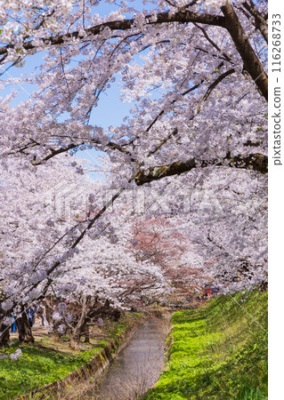 Top 100 Cherry Blossom Spots in Japan: Hirosaki Park, Aomori 116268733