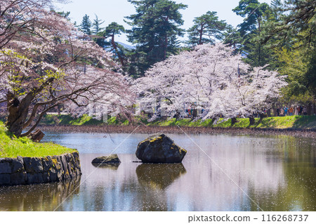 Top 100 Cherry Blossom Spots in Japan: Hirosaki Park, Aomori Top 100 Cherry Blossom Spots in Japan: Hirosaki Park, Aomori 116268737