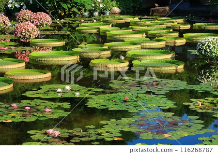 Shiga Kusatsu Mizunomori Botanical Garden Lake Biwa Water lily Lotus Lotus Water lily Water Summer Sunny Shiga Kusatsu Mizunomori Botanical Garden Lake Biwa Water lily Lotus Lotus Water lily Water Summer Sunny 116268787