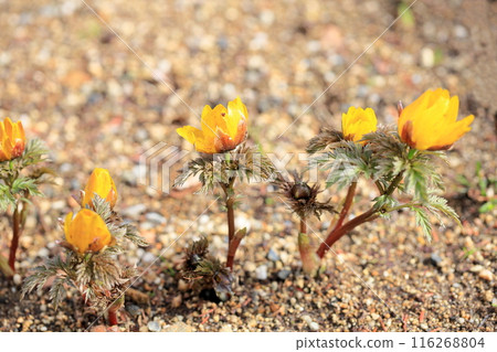 福庫格的花 116268804