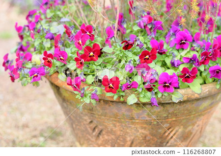 早春中提琴花 早春中提琴花 116268807