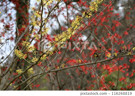 Witch hazel flower Witch hazel flower 116268819