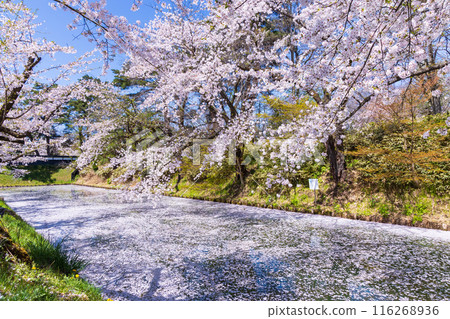 Top 100 Cherry Blossom Spots in Japan: Hirosaki Park, Aomori Top 100 Cherry Blossom Spots in Japan: Hirosaki Park, Aomori 116268936