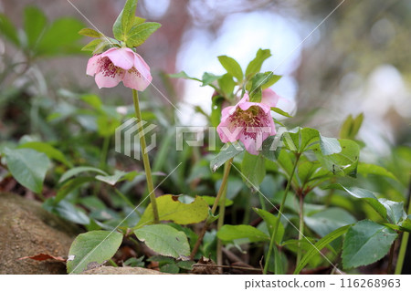 聖誕玫瑰鮮花 116268963