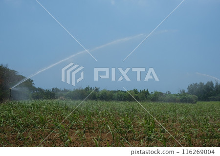 Blue sky and sprinklers Blue sky and sprinklers 116269004