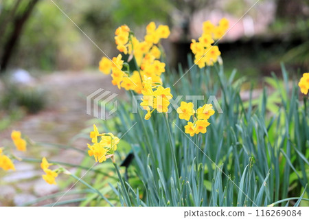 Yellow daffodil Talia Yellow daffodil Talia 116269084