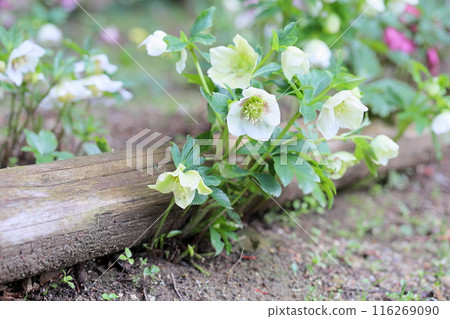 聖誕玫瑰鮮花 116269090