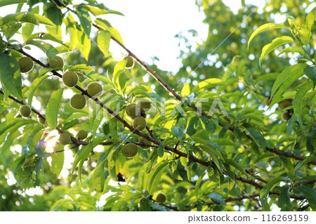 花桃果，鮮綠季節 116269159