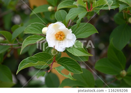 Camellia flowers, Japanese holly, one-day flowers Camellia flowers, Japanese holly, one-day flowers 116269206