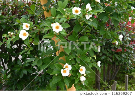 Camellia flowers, Japanese holly, one-day flowers Camellia flowers, Japanese holly, one-day flowers 116269207