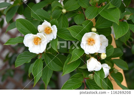 山茶花、Sharanoki、日間花 116269208