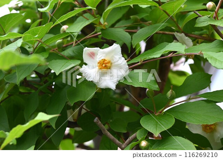 山茶花、Sharanoki、日間花 116269210