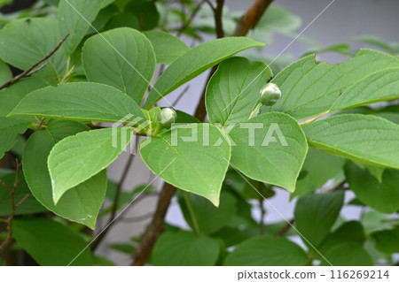 Camellia flowers, Japanese holly, one-day flowers 116269214