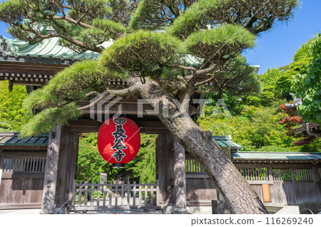 Kamakura Hasekoji Kamakura Hasekoji 116269240