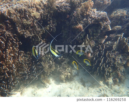 Moorish idols and butterflyfish swim in the waters of Ishigaki Island Moorish idols and butterflyfish swim in the waters of Ishigaki Island 116269258