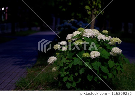 Annabelle oleander blooming on a night road 116269285