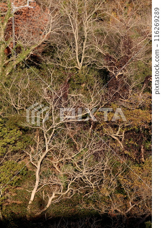 Winter-drenched forest Winter-drenched forest 116269289