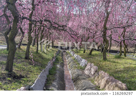 色彩繽紛的垂枝梅盛開的公園景象 116269297