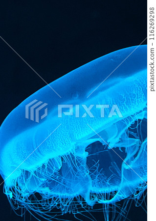 夢幻般的水母被照亮 116269298