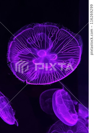 夢幻般的水母被照亮 116269299