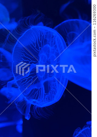 夢幻般的水母被照亮 116269300