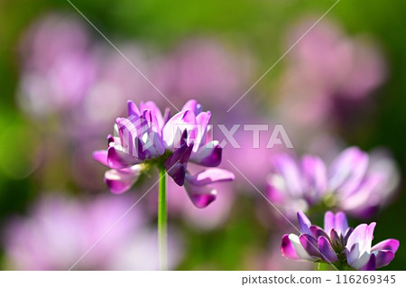 Yellow flowers blooming in a spring field, close-up Yellow flowers blooming in a spring field, close-up 116269345