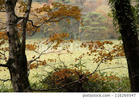 At Saragamine Mountain Range Prefectural Natural Park At Saragamine Mountain Range Prefectural Natural Park 116269347