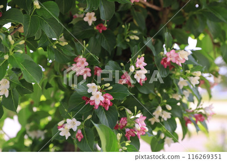 博克斯爾夫 116269351