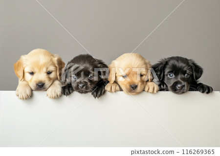 Adorable puppies of various coat colors 116269365
