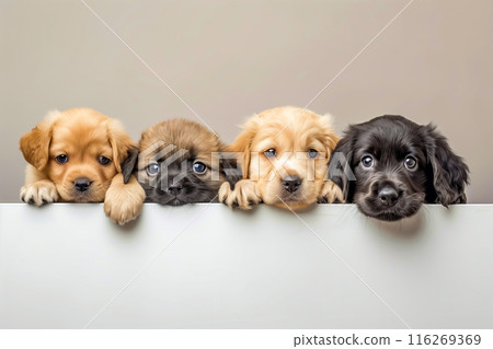 Adorable puppies of various coat colors 116269369