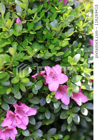 Azalea Azalea 116269418