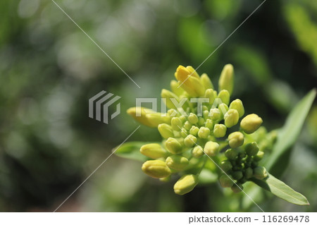 Rape blossoms Rape blossoms 116269478