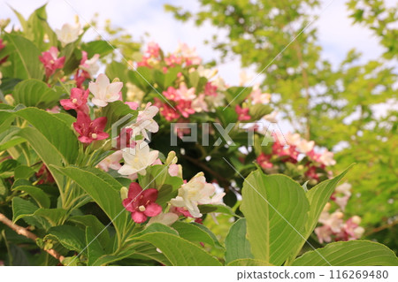 Deutzia gracilis Deutzia gracilis 116269480