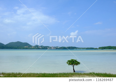 Ishigaki Island's Urakabira Beach and Bruguiera 116269487