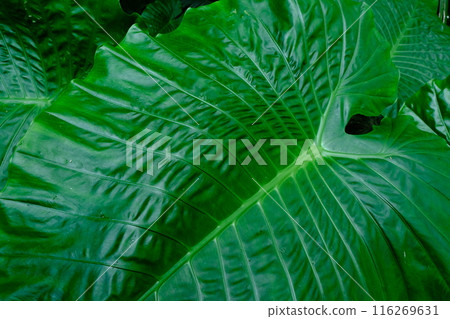 Alocasia leaves in a palm orchard on Ishigaki Island Alocasia leaves in a palm orchard on Ishigaki Island 116269631