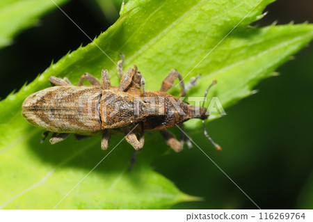 象鼻蟲（一對） 116269764