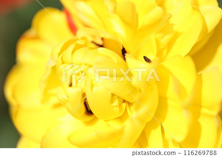 Yellow tulip Yellow tulip 116269788