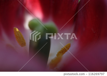 Red tulip Red tulip 116269797