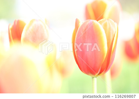 Red tulip 116269807