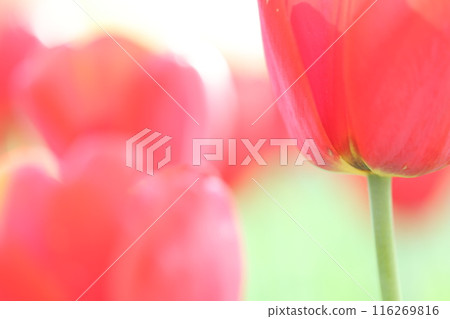 Red tulip 116269816