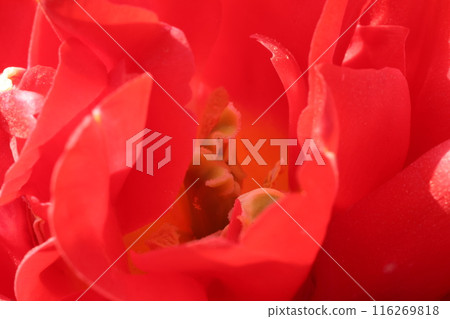Red tulip Red tulip 116269818