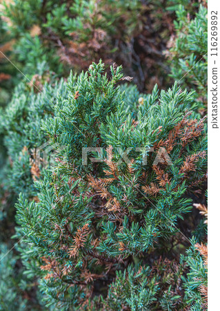 Landscaping of various conifers, trees and shrubs in the park. Photo 116269892