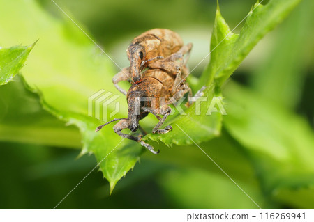 Striped boll weevil (pair) 116269941