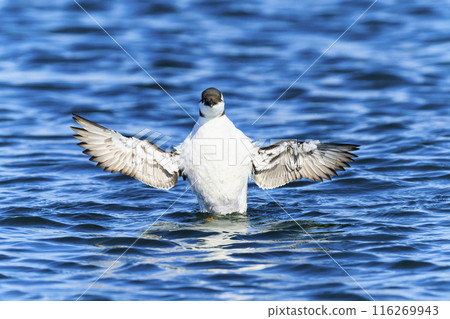 海鷗拍打冬天的羽毛 116269943