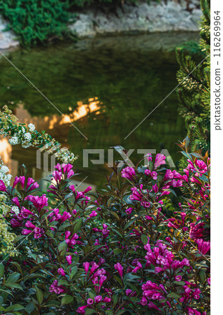 Flowers, Plant, and conifers Tree Abstract Detail Flowers, Plant, and conifers Tree Abstract Detail 116269964