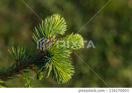 Background from Christmas tree branches Christmas Holiday card 116270003